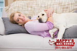 Happy's Bail Bonds