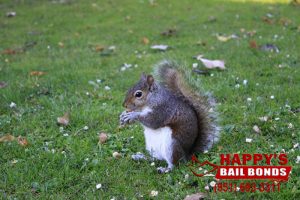 Happy's Bail Bonds