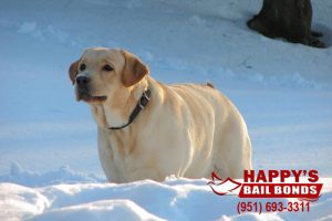 Happy's Bail Bonds